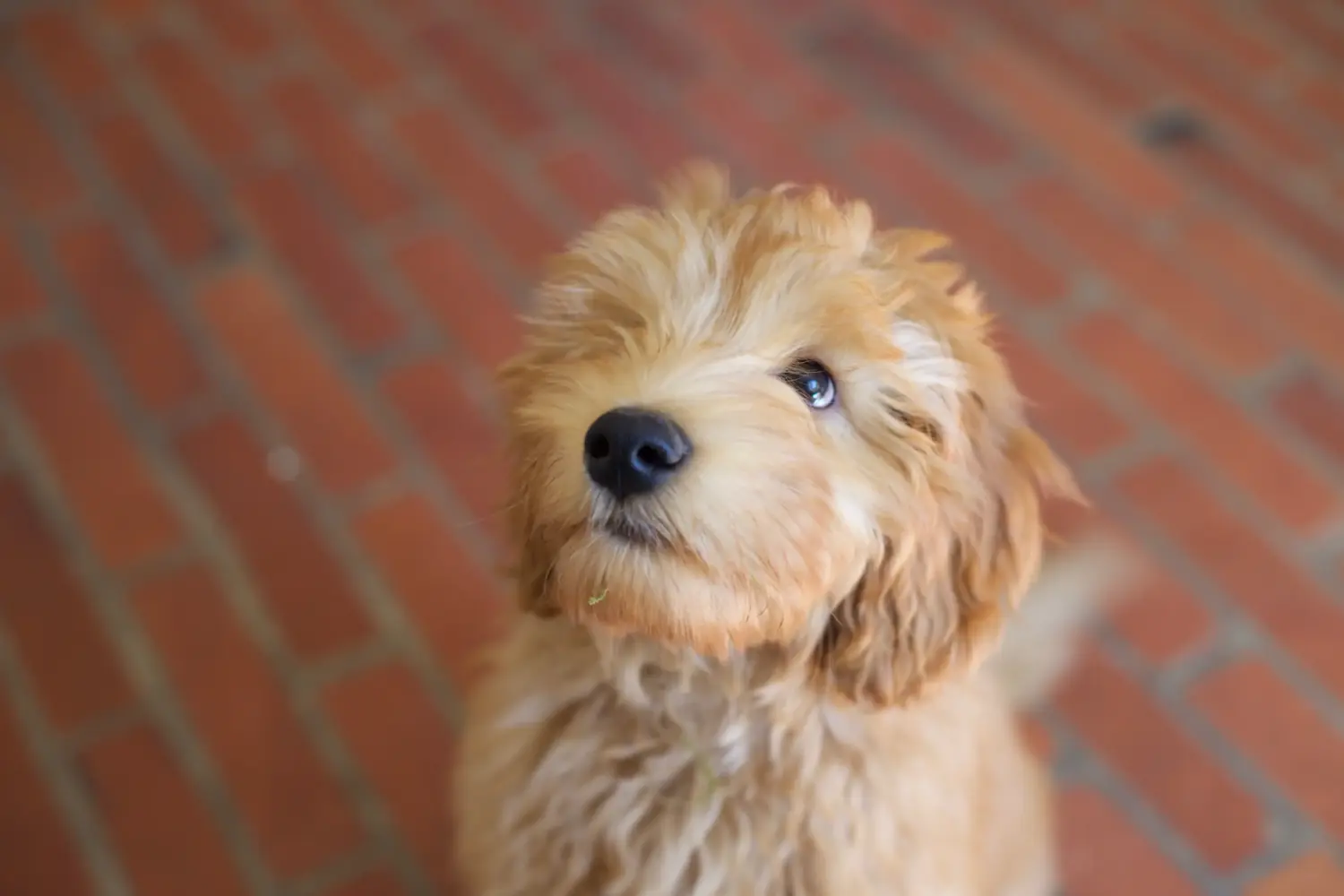 Buying a Labradoodle puppy means taking responsibility! Buy Labradoodle puppies.