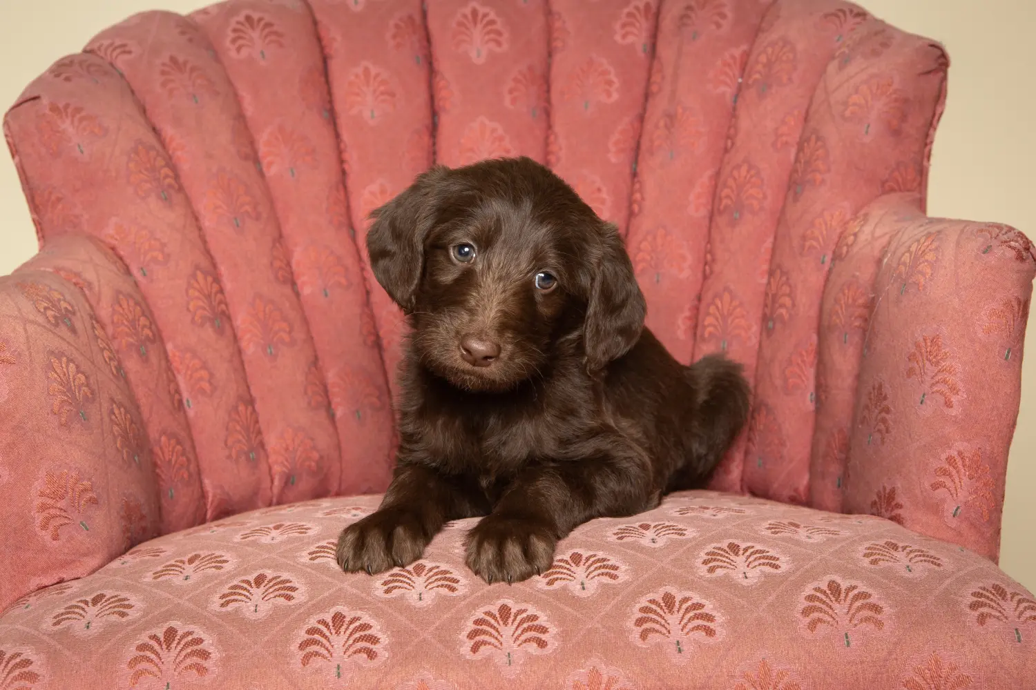 Buying a Labradoodle puppy means taking responsibility! Buy Labradoodle puppies.