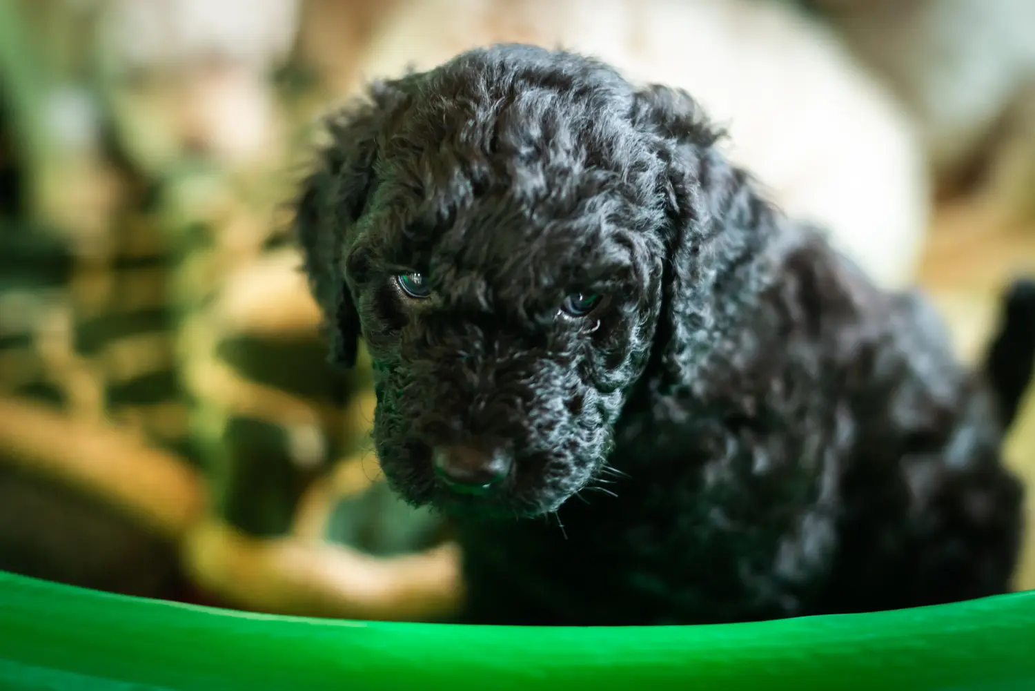 Buying a Labradoodle puppy means taking responsibility! Buy Labradoodle puppies.