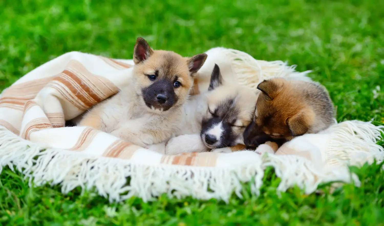 Buying a Laika puppy means taking responsibility! Buy Laika puppies.