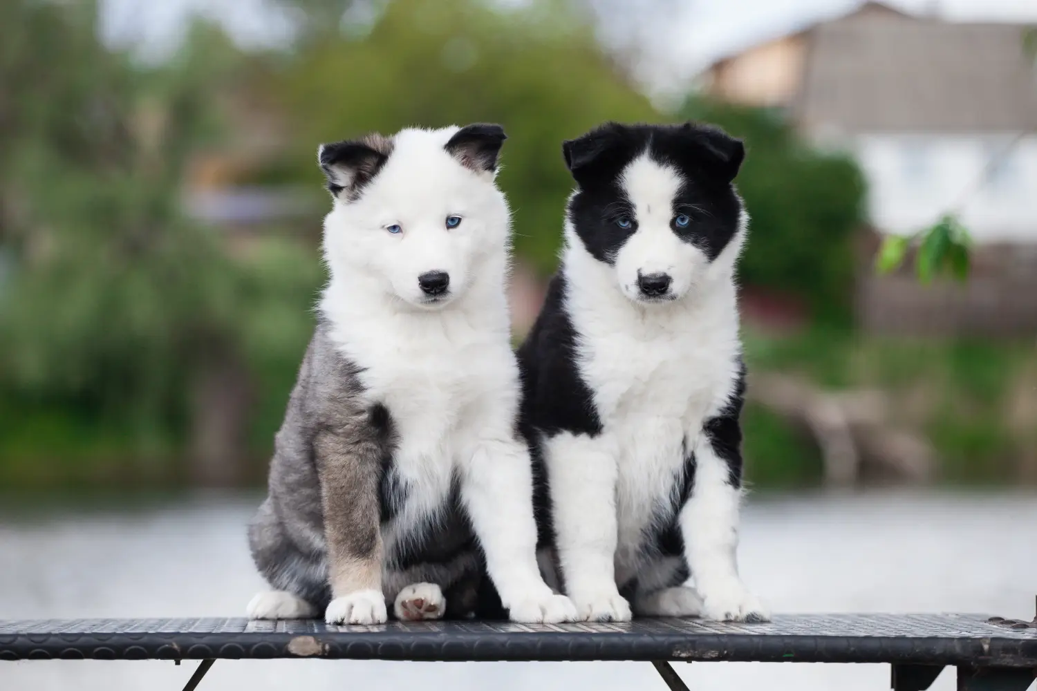 Buying a Laika puppy means taking responsibility! Buy Laika puppies.