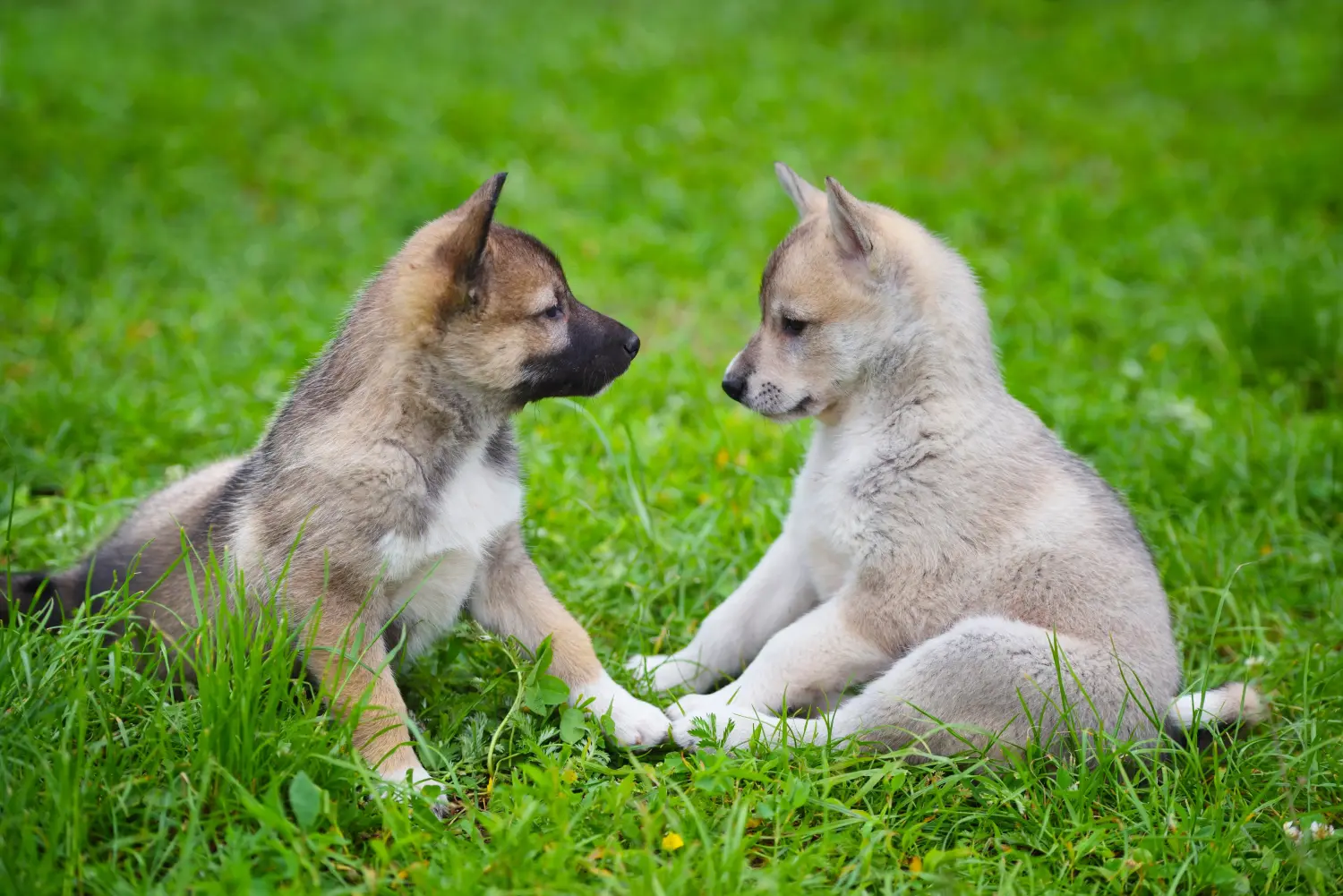 Buying a Laika puppy means taking responsibility! Buy Laika puppies.
