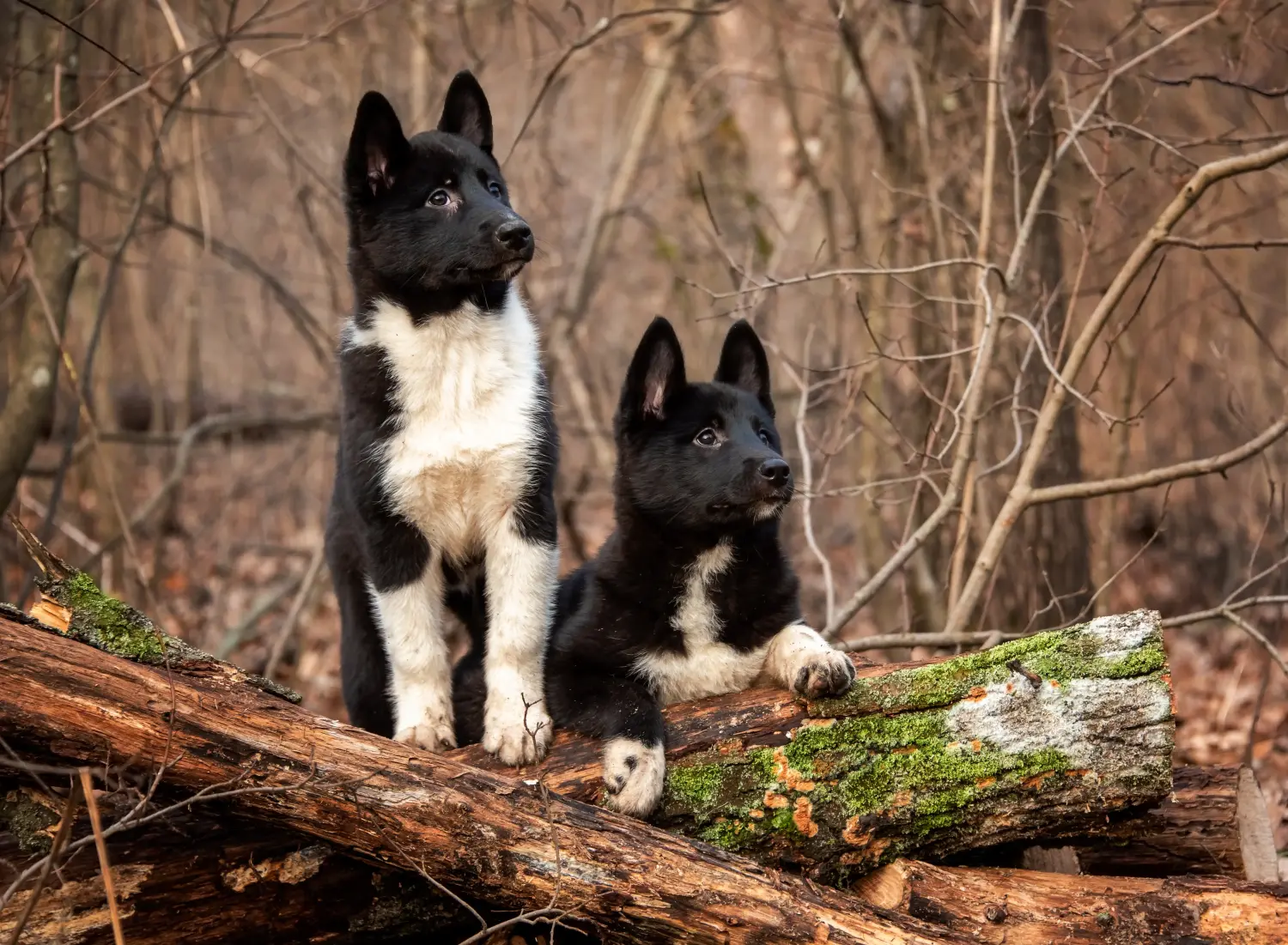 Buying a Laika puppy means taking responsibility! Buy Laika puppies.