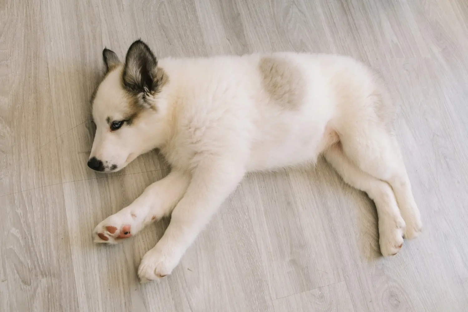 Buying a Laika puppy means taking responsibility! Buy Laika puppies.