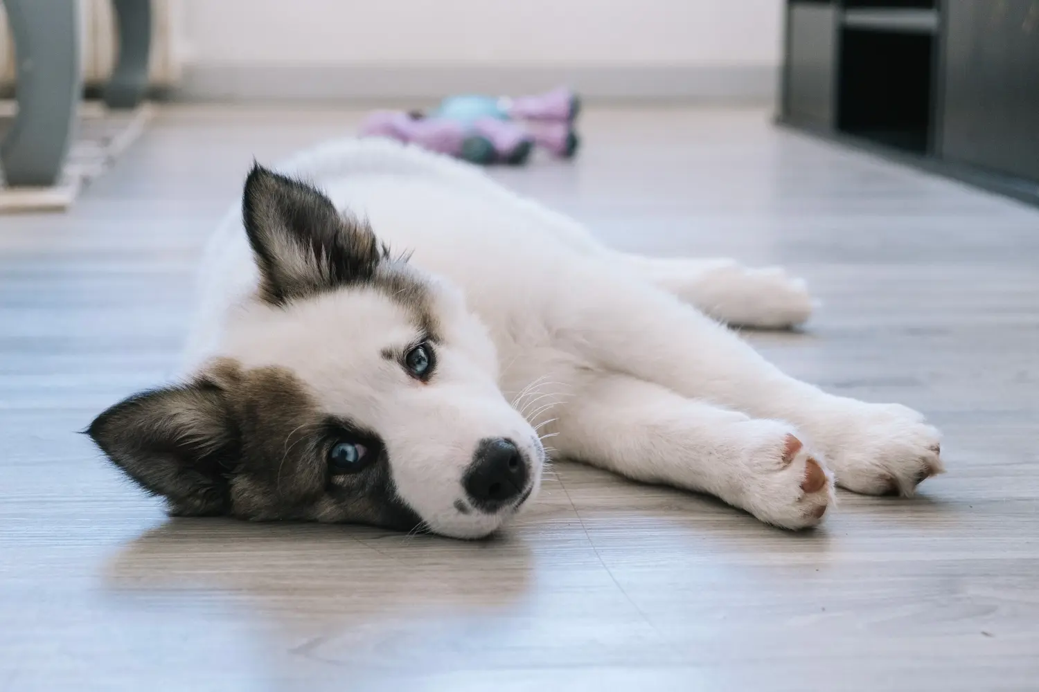 Buying a Laika puppy means taking responsibility! Buy Laika puppies.