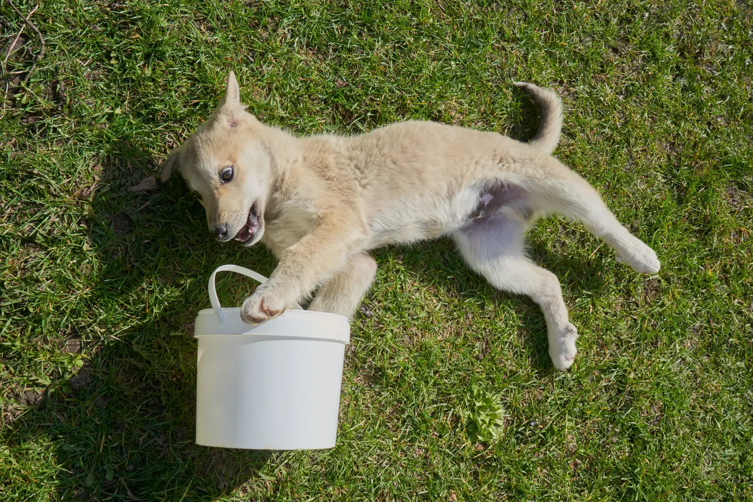 Buying a Laika puppy means taking responsibility! Buy Laika puppies.