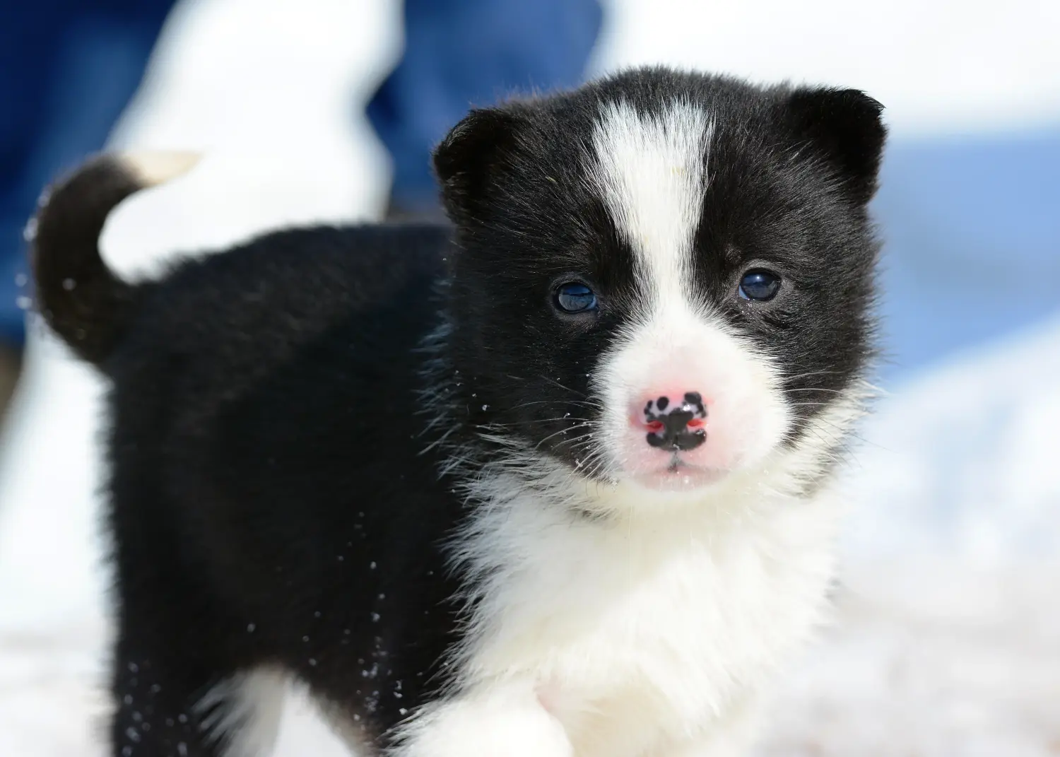 Buying a Laika puppy means taking responsibility! Buy Laika puppies.