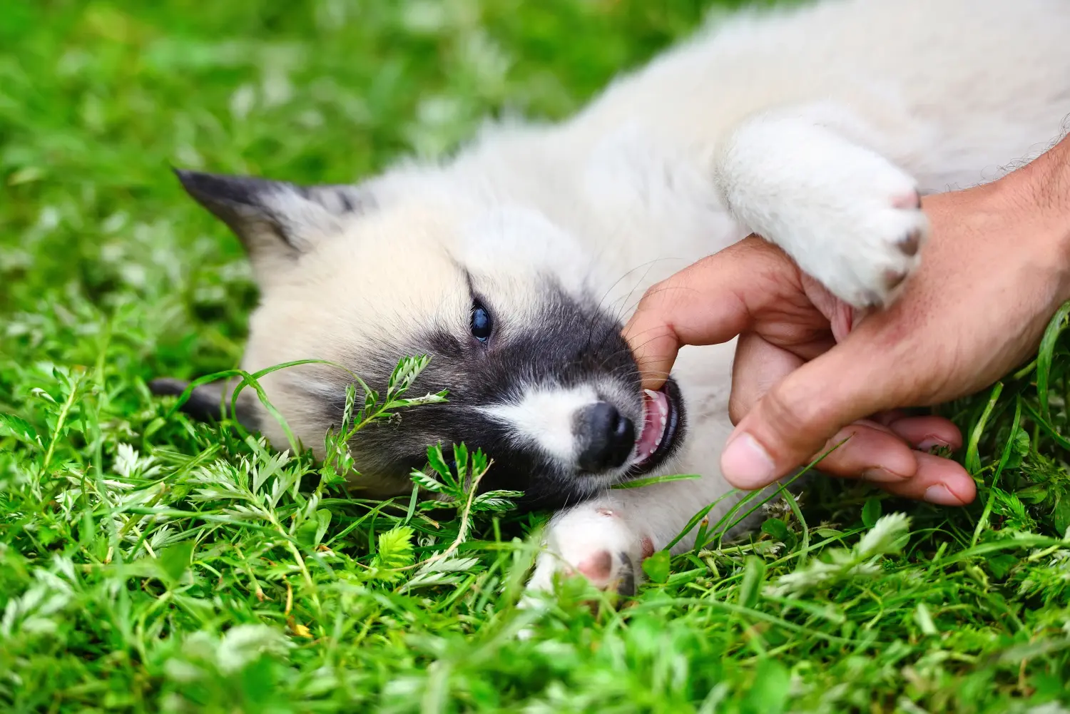 Buying a Laika puppy means taking responsibility! Buy Laika puppies.