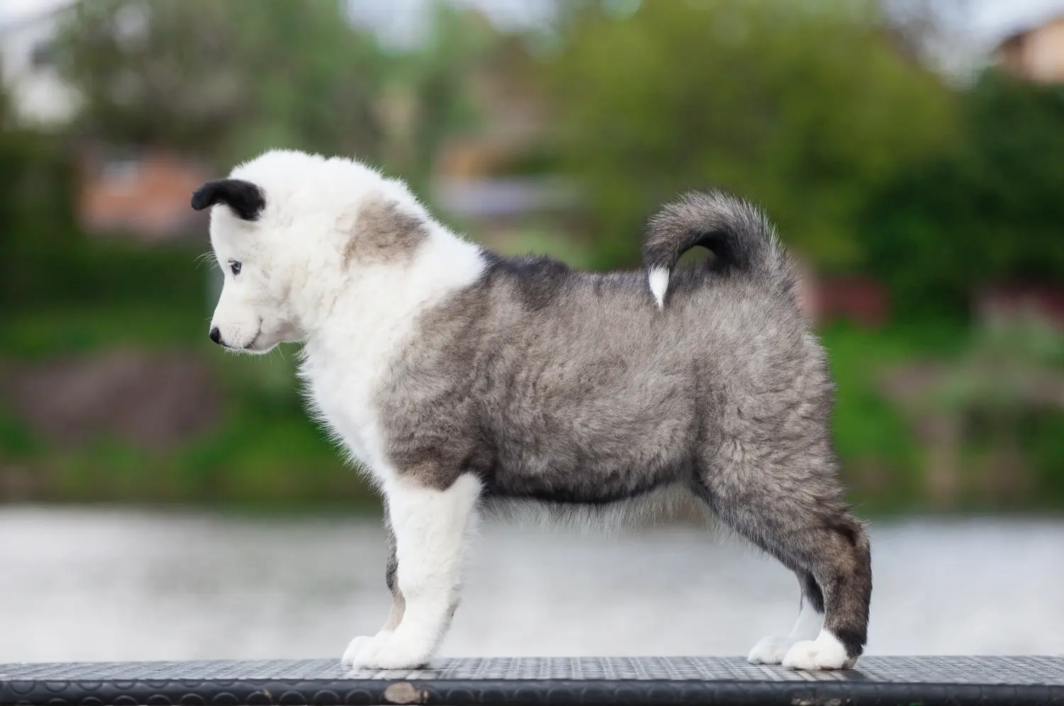 Buying a Laika puppy means taking responsibility! Buy Laika puppies.