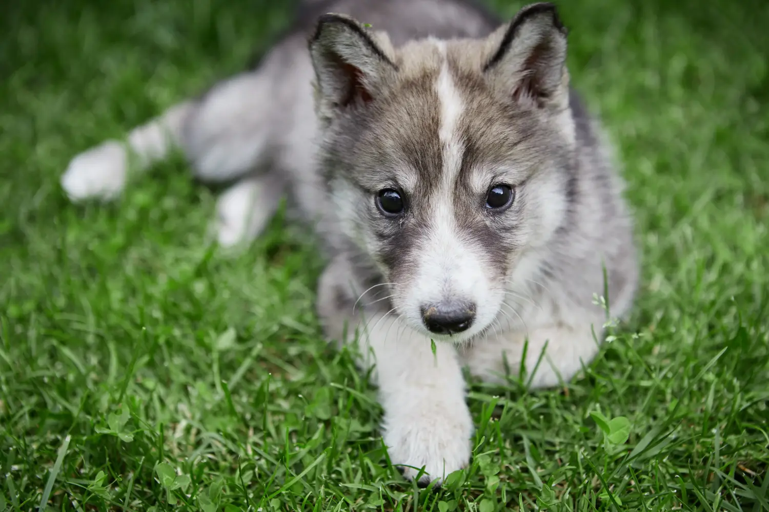 Buying a Laika puppy means taking responsibility! Buy Laika puppies.