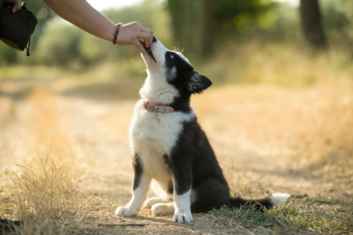 Buying a Laika puppy means taking responsibility! Buy Laika puppies.