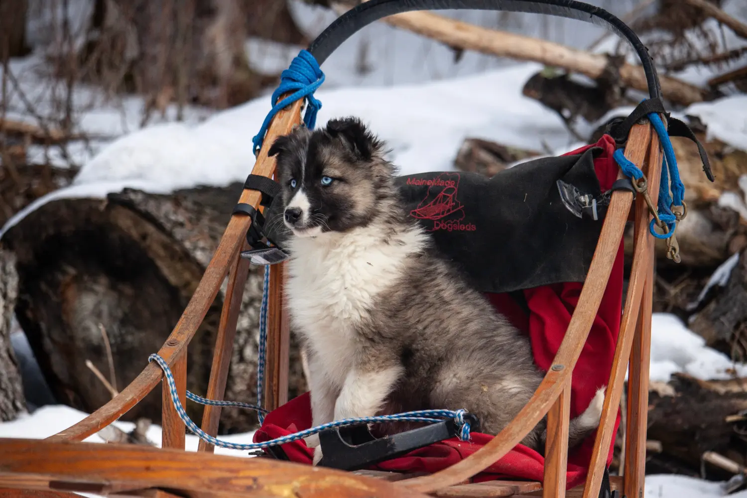 Buying a Laika puppy means taking responsibility! Buy Laika puppies.