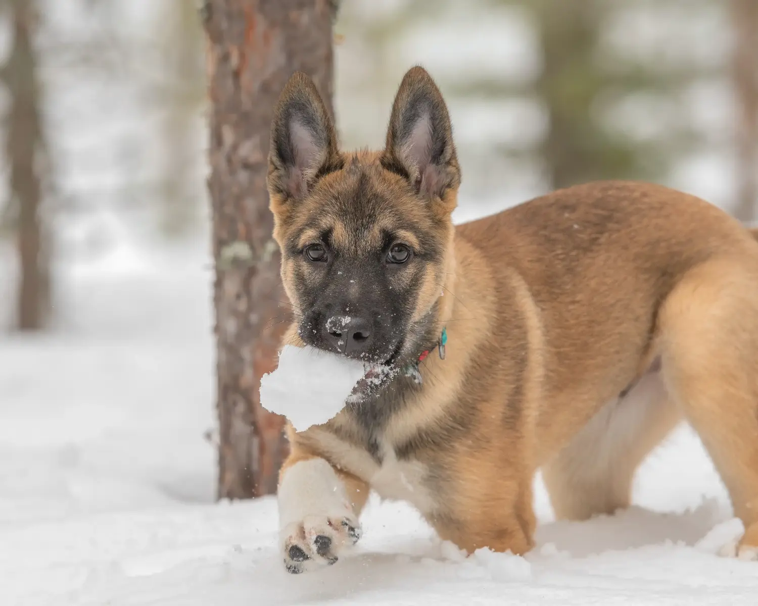Buying a Laika puppy means taking responsibility! Buy Laika puppies.