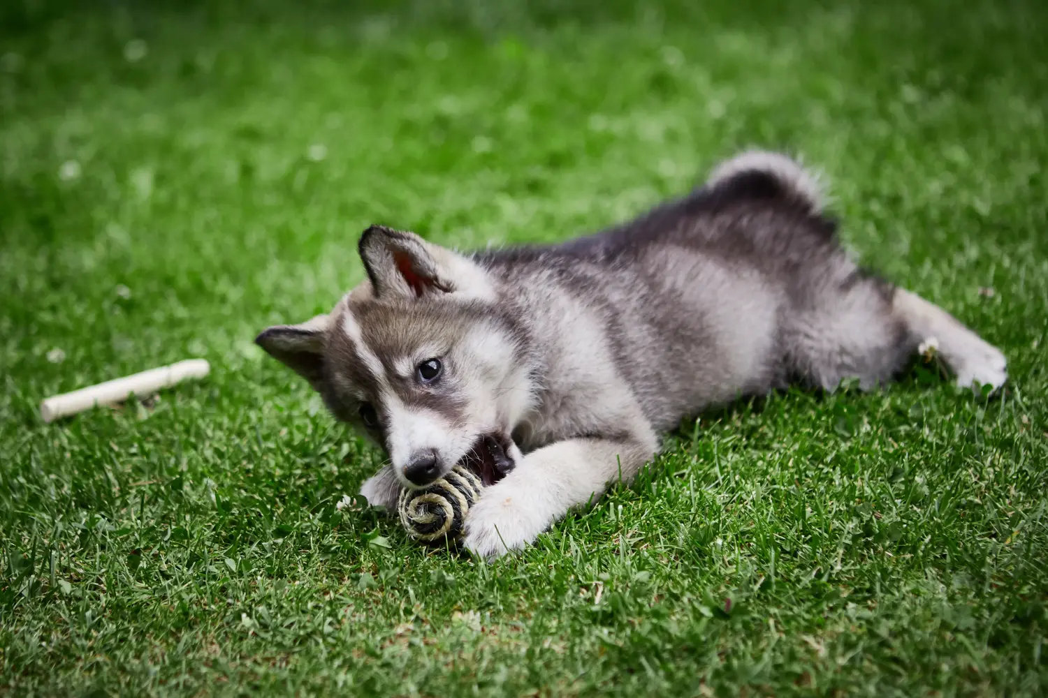 Buying a Laika puppy means taking responsibility! Buy Laika puppies.