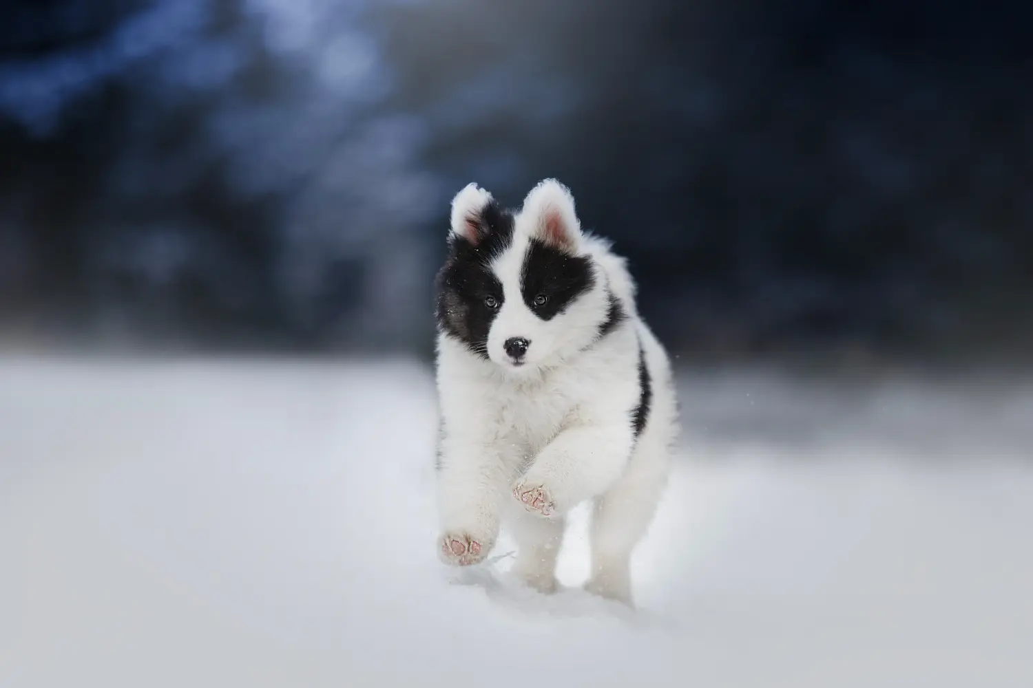 Buying a Laika puppy means taking responsibility! Buy Laika puppies.