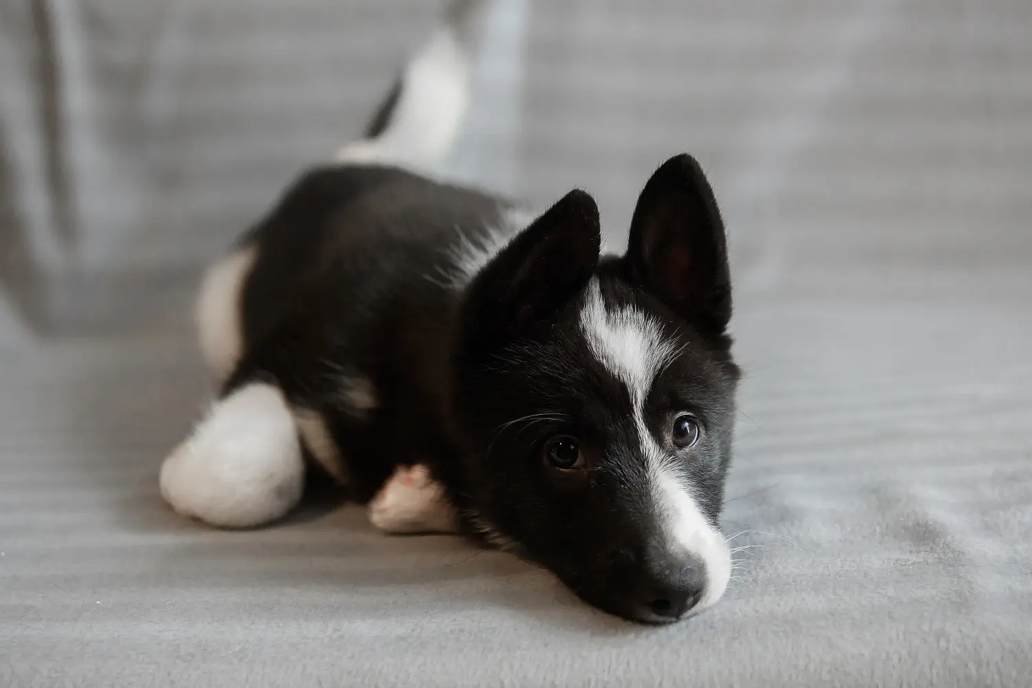 Buying a Laika puppy means taking responsibility! Buy Laika puppies.