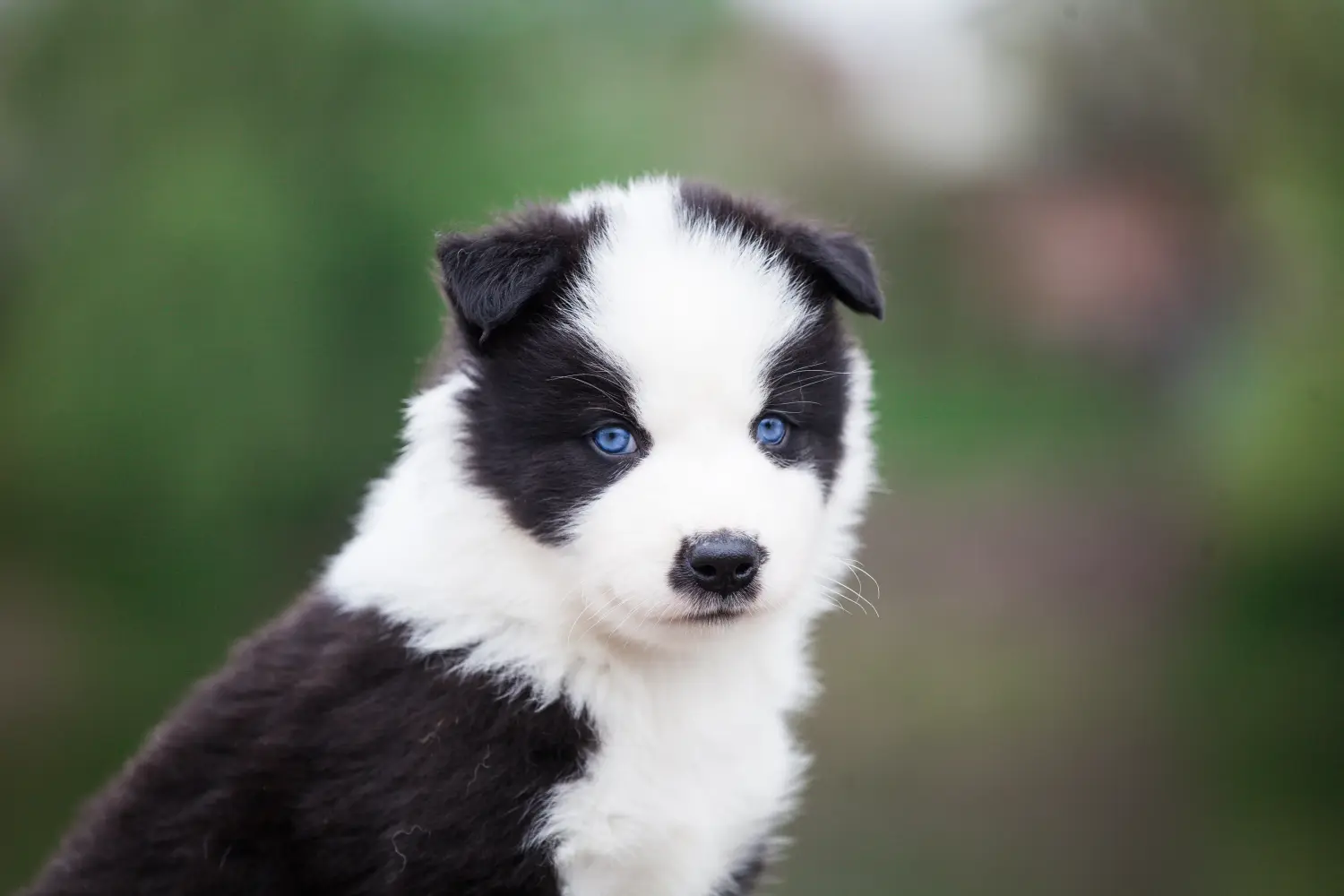 Buying a Laika puppy means taking responsibility! Buy Laika puppies.