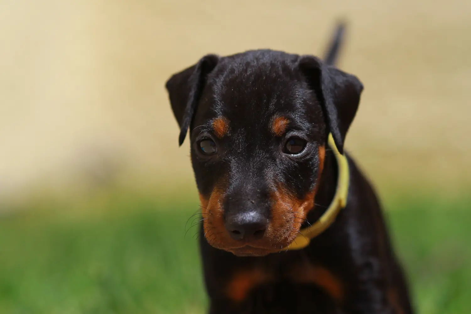 Buying a Manchester Terrier puppy means taking responsibility! Buy Manchester Terrier puppies.
