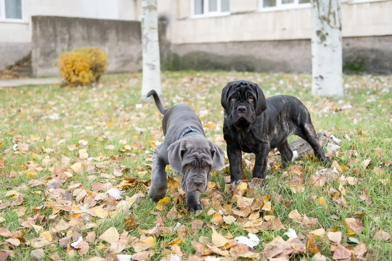 Buying a Mastino Napoletano puppy means taking responsibility! Buy Mastino Napoletano puppies.