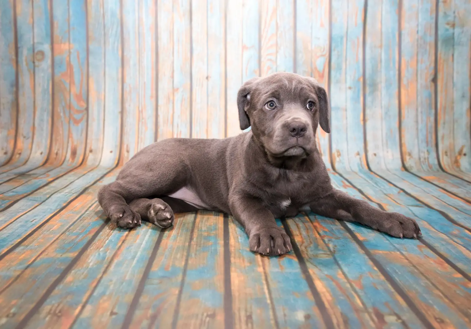 Buying a Mastino Napoletano puppy means taking responsibility! Buy Mastino Napoletano puppies.