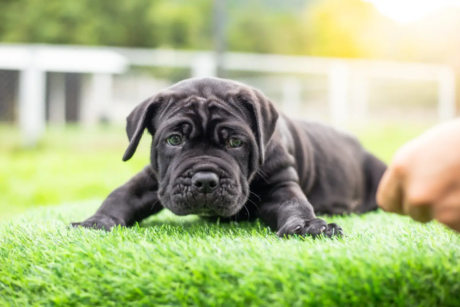 Buying a Mastino Napoletano puppy means taking responsibility! Buy Mastino Napoletano puppies.