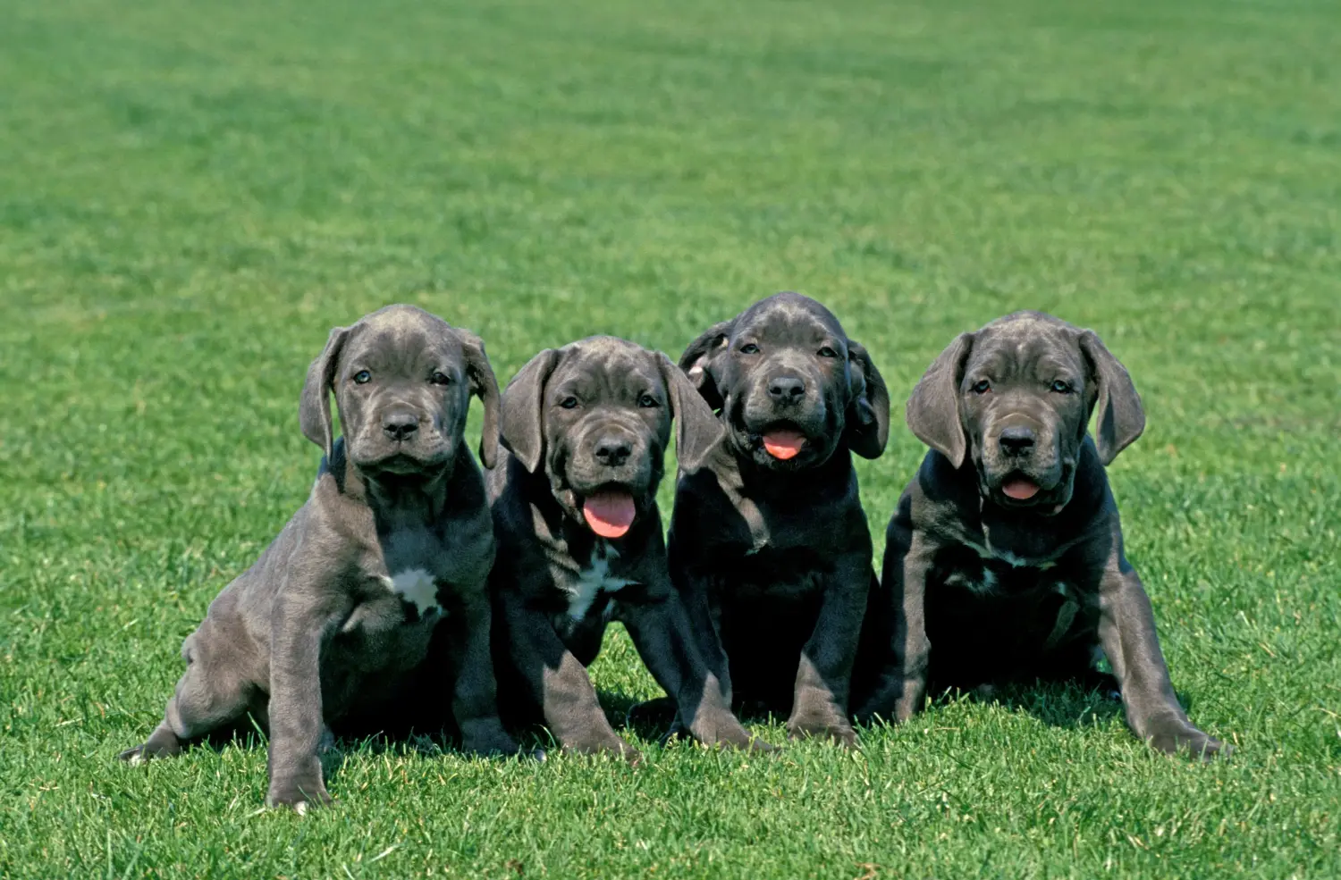 Buying a Mastino Napoletano puppy means taking responsibility! Buy Mastino Napoletano puppies.