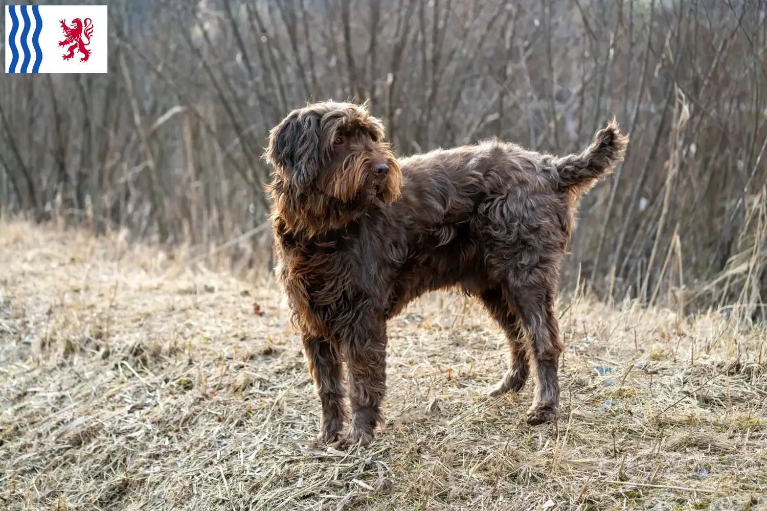 Poodlepointer puppies and breeder Nouvelle-Aquitaine Find Poodle Pointer breeders in Nouvelle-Aquitaine.