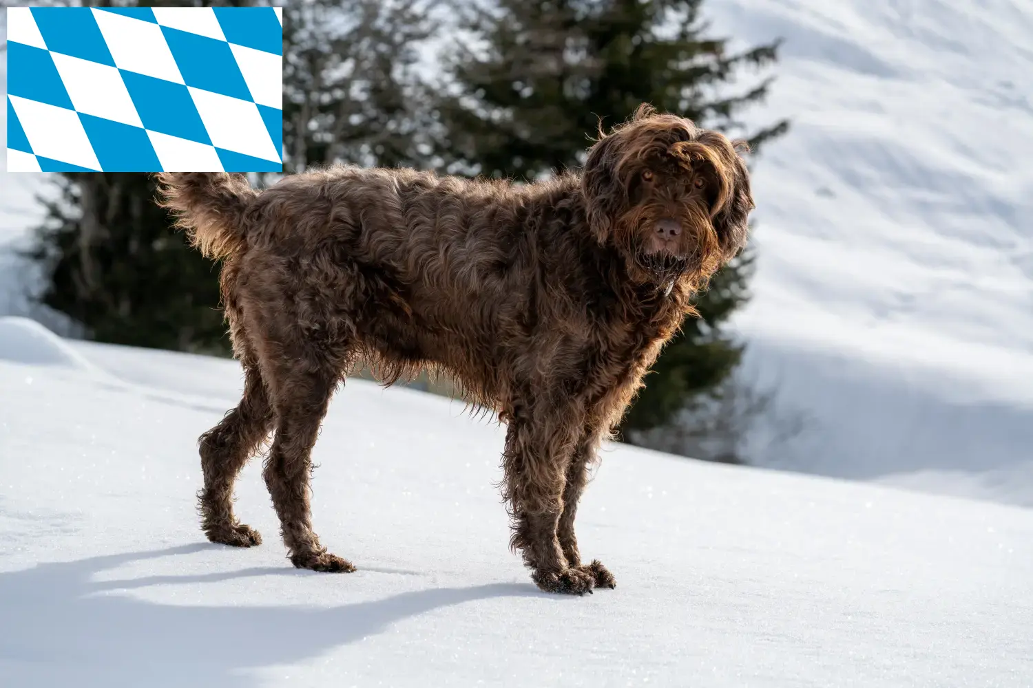 Pudelpointer puppies and breeders Bavaria Here you can find Pudelpointer breeders in Bavaria.