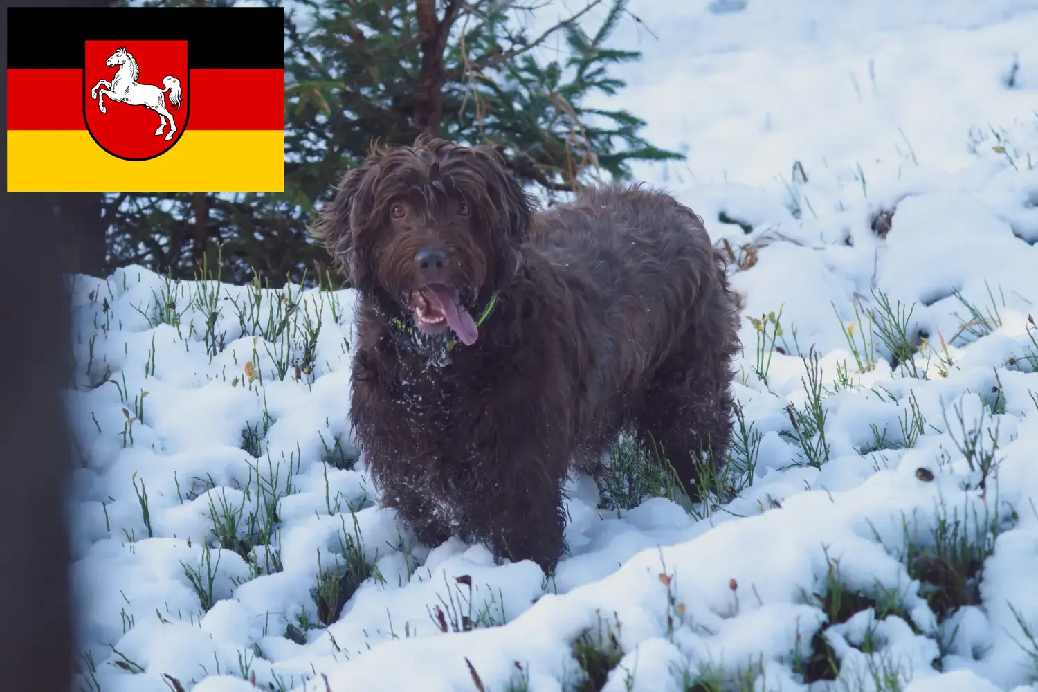 Pudelpointer puppies and breeders Lower Saxony Here you can find Pudelpointer breeders in Lower Saxony.