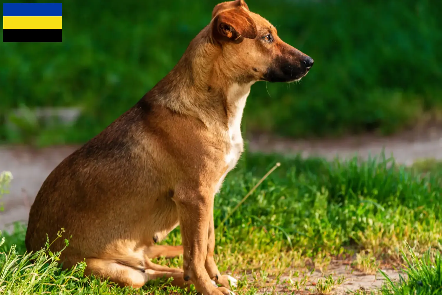 Austrian Pinscher puppies and breeder Gelderland Here you can find Austrian Pinscher breeders in Gelderland.