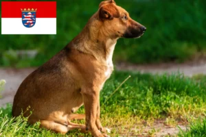 Read more about the article Austrian Pinscher breeder and puppies in Hessen