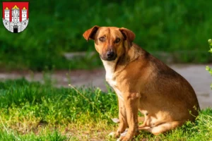 Read more about the article Austrian Pinscher breeder and puppies in Salzburg