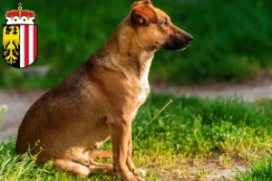 Read more about the article Austrian Pinscher breeder and puppies in Upper Austria