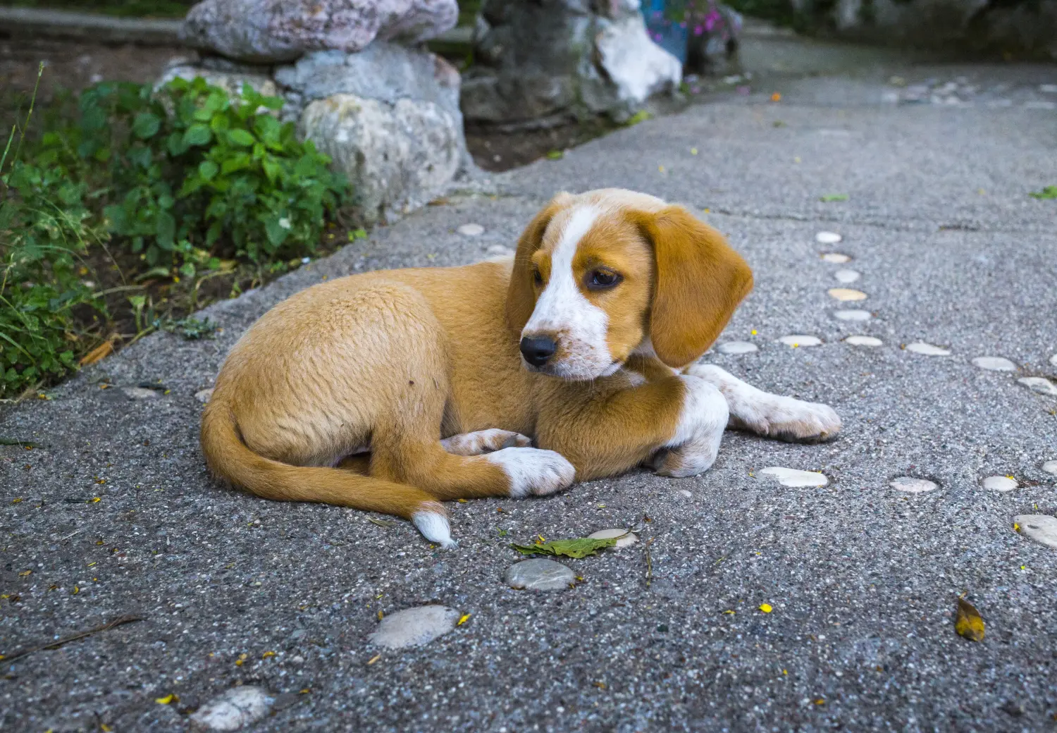 Buying an Austrian Pinscher puppy means taking responsibility! Buy Austrian Pinscher puppies.