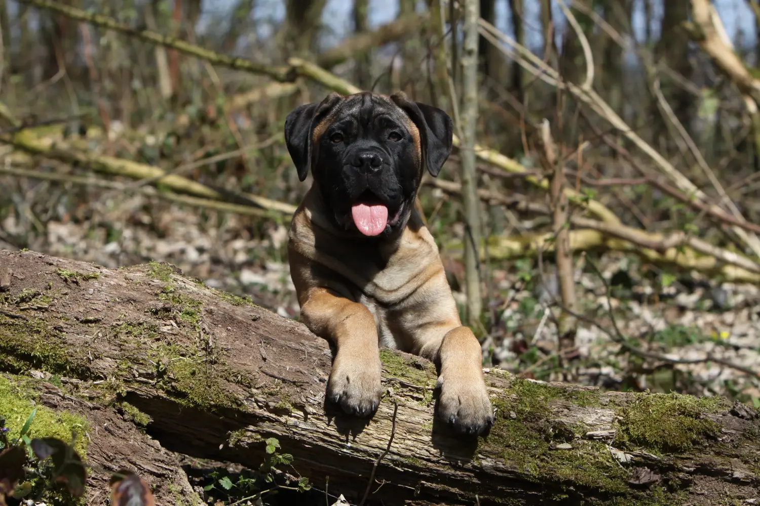 Buying a Bullmastiff puppy means taking responsibility! Buy Bullmastiff puppies.