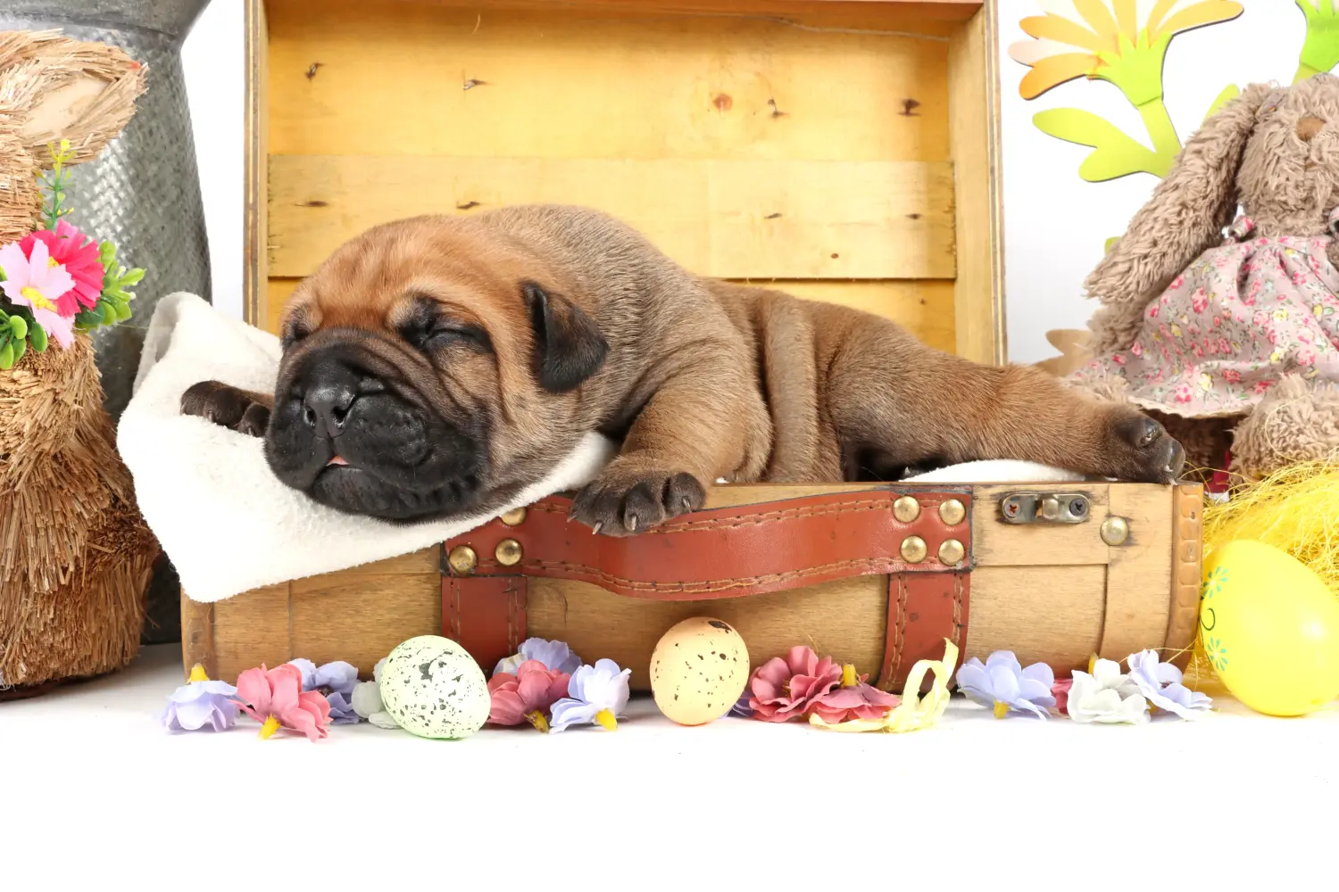 Buying a Bullmastiff puppy means taking responsibility! Buy Bullmastiff puppies.