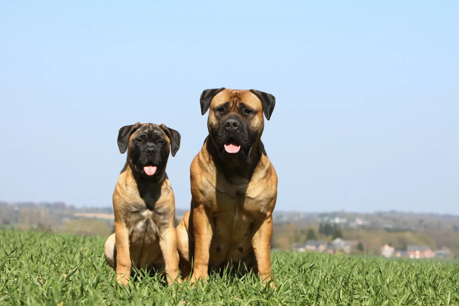 Buying a Bullmastiff puppy means taking responsibility! Buy Bullmastiff puppies.