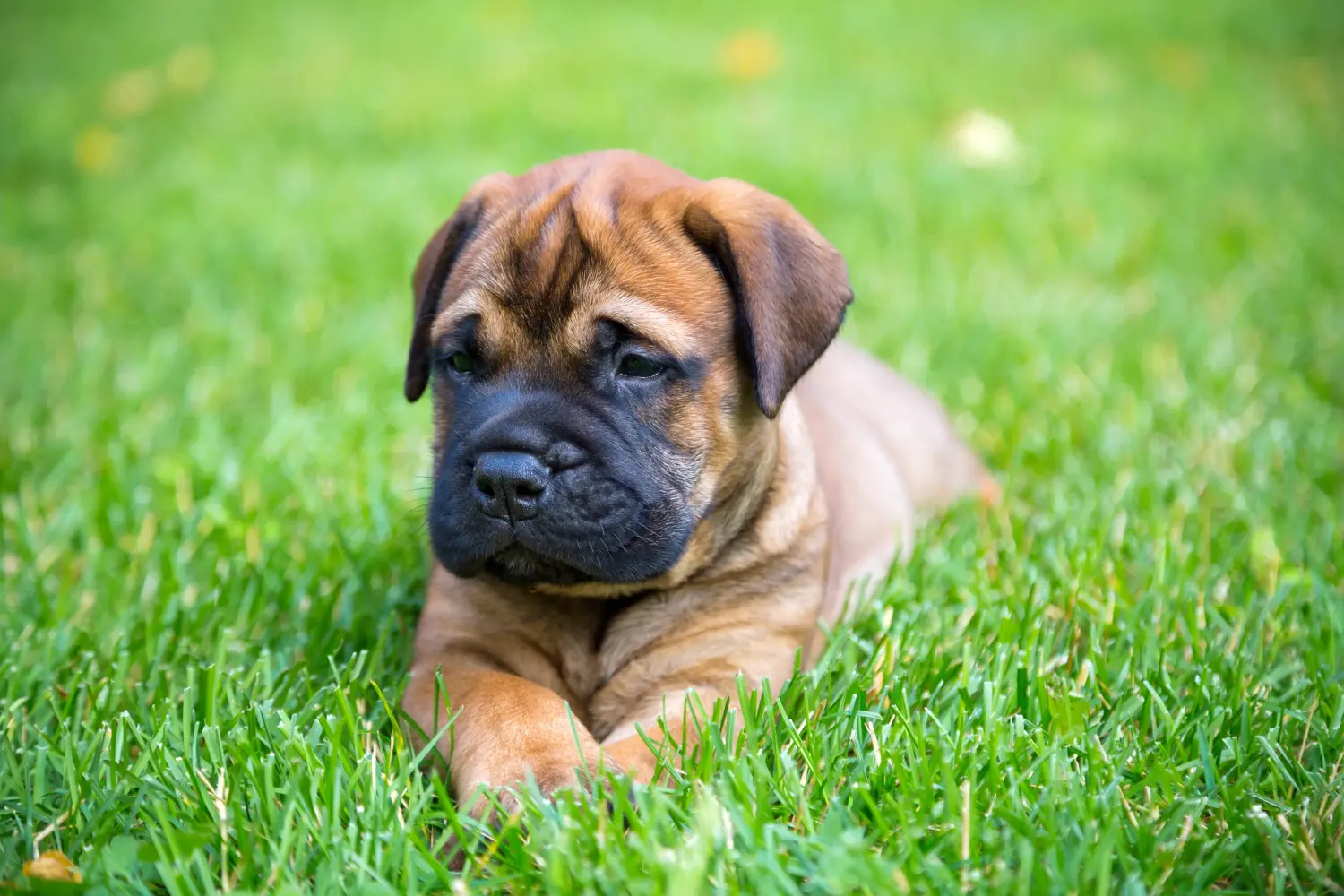 Buying a Bullmastiff puppy means taking responsibility! Buy Bullmastiff puppies.
