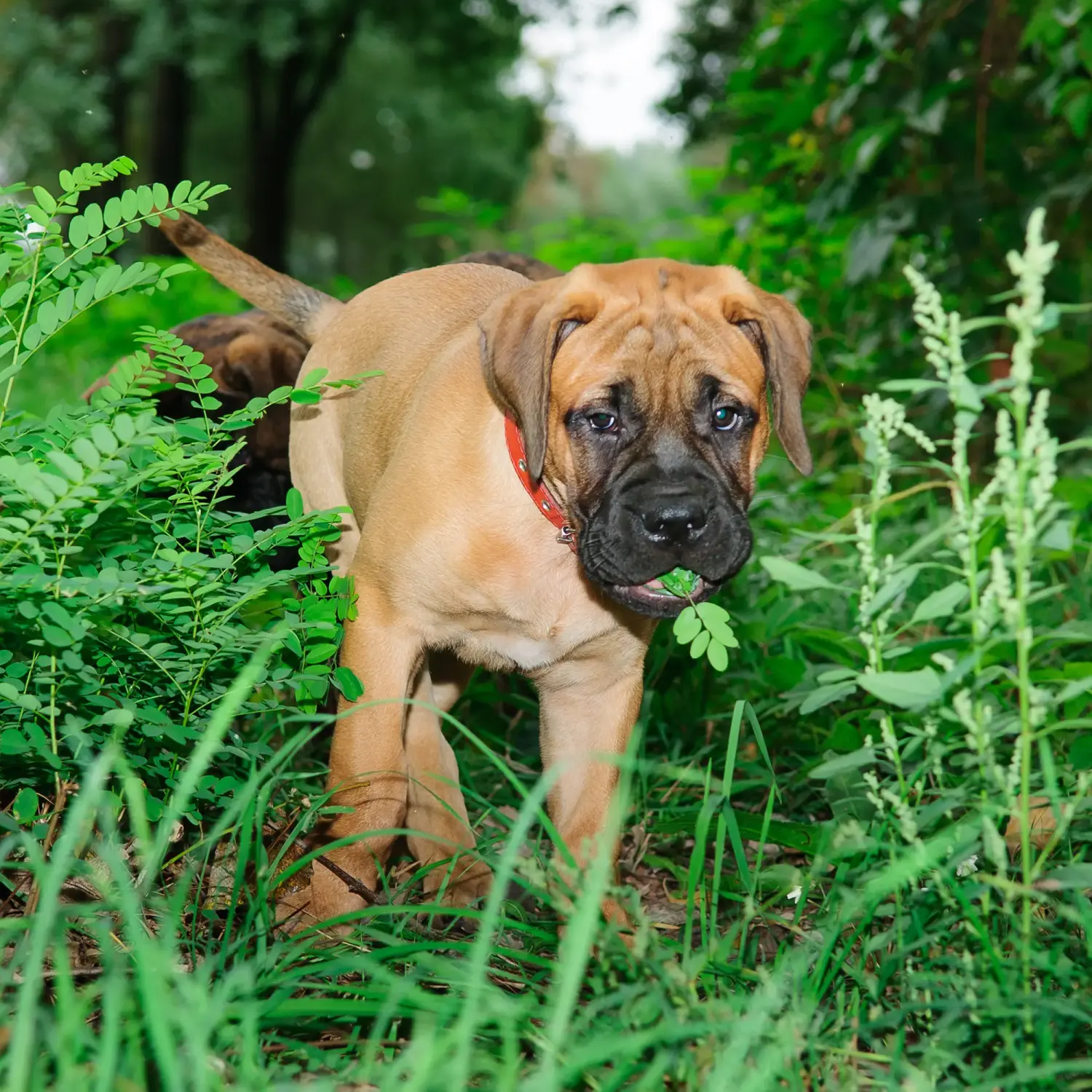 Buying a Bullmastiff puppy means taking responsibility! Buy Bullmastiff puppies.