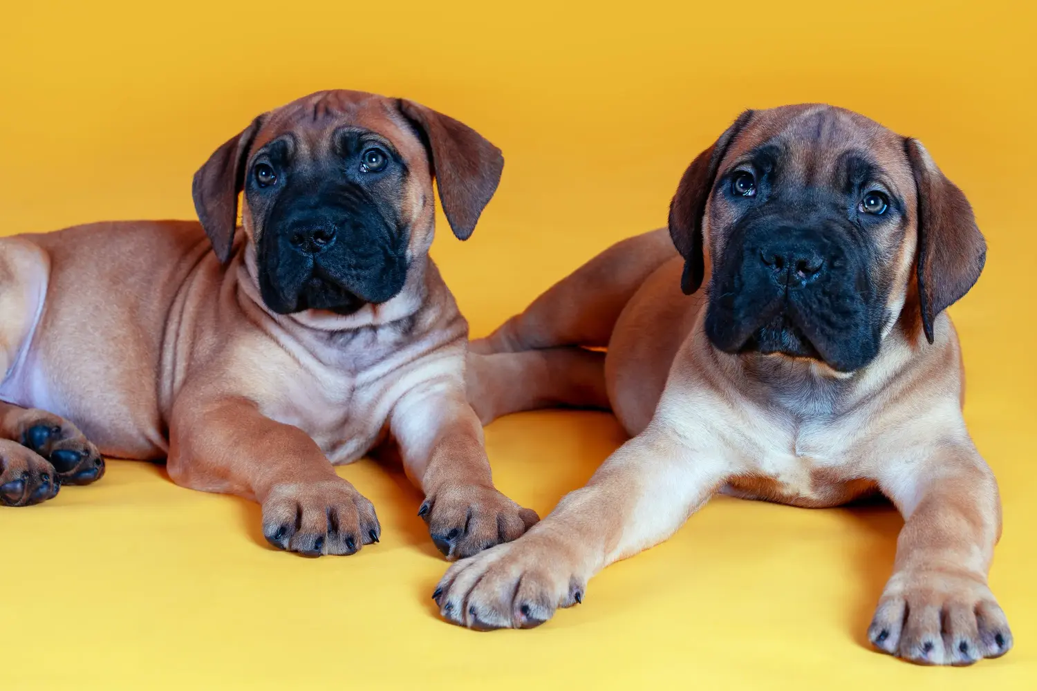 Buying a Bullmastiff puppy means taking responsibility! Buy Bullmastiff puppies.