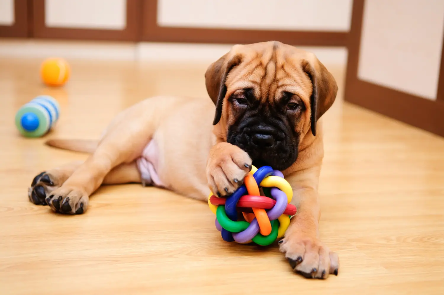 Buying a Bullmastiff puppy means taking responsibility! Buy Bullmastiff puppies.
