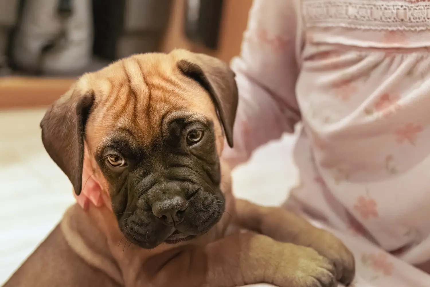 Buying a Bullmastiff puppy means taking responsibility! Buy Bullmastiff puppies.