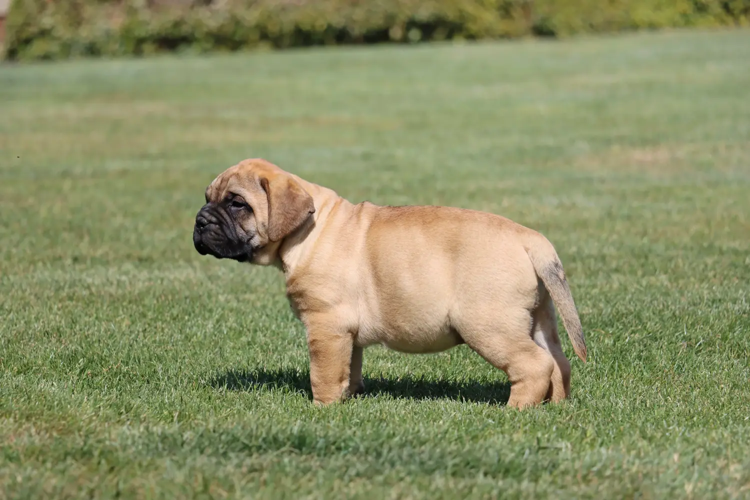 Buying a Bullmastiff puppy means taking responsibility! Buy Bullmastiff puppies.