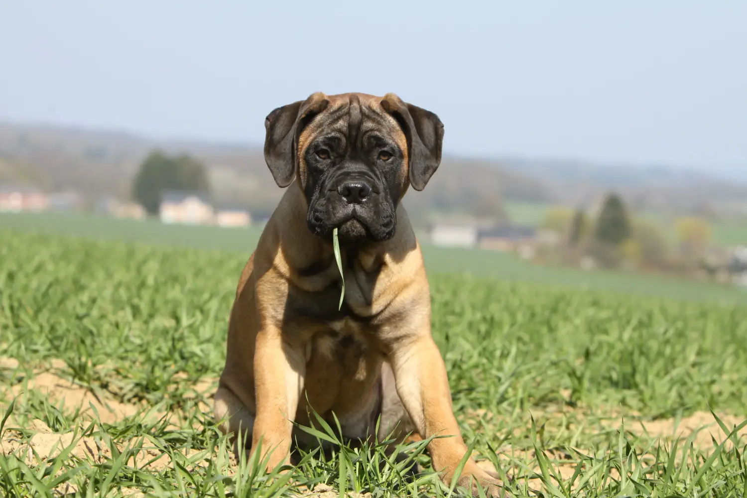 Buying a Bullmastiff puppy means taking responsibility! Buy Bullmastiff puppies.
