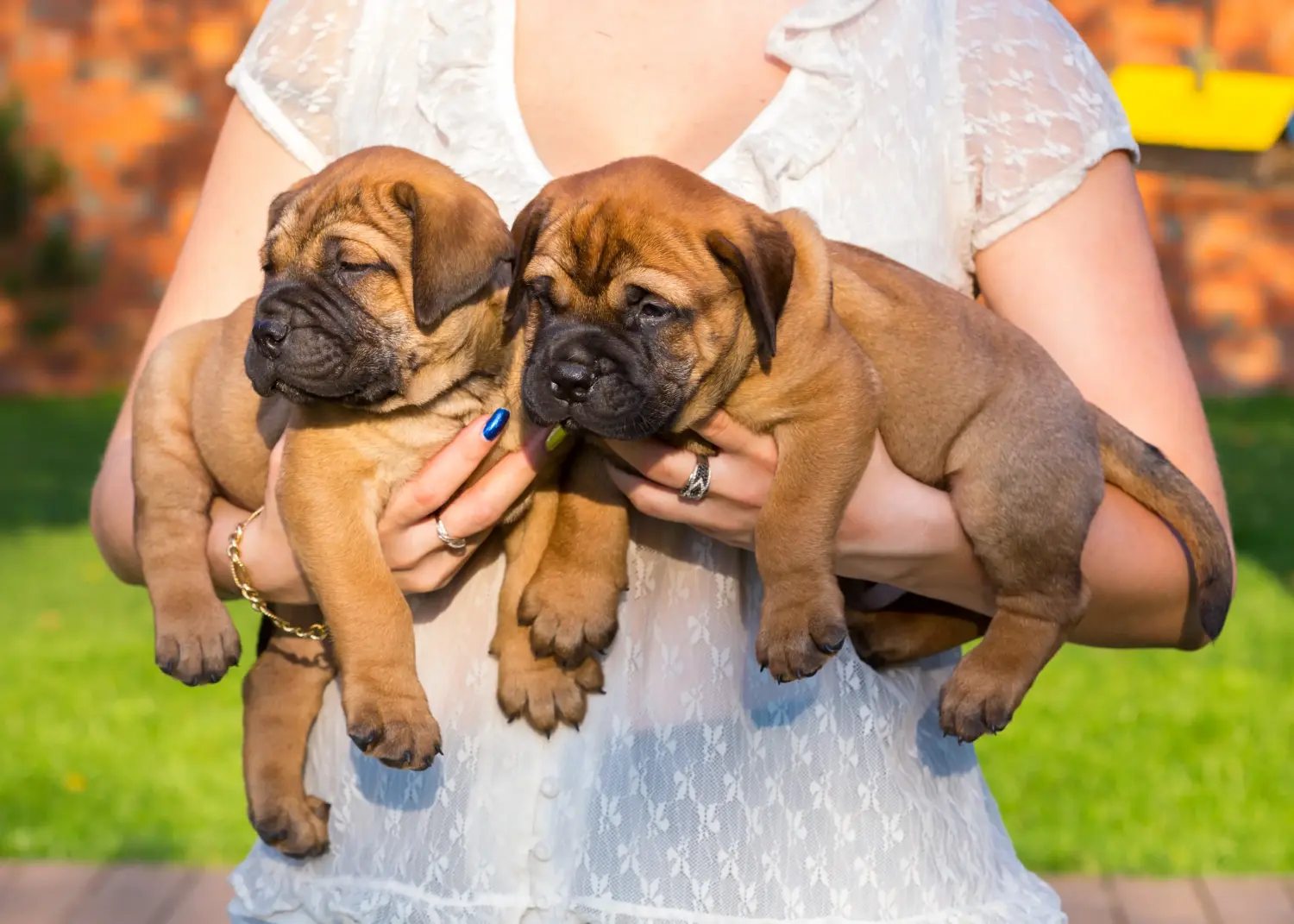 Buying a Bullmastiff puppy means taking responsibility! Buy Bullmastiff puppies.