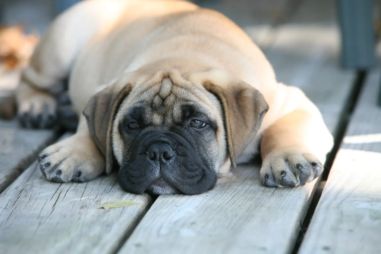 Buying a Bullmastiff puppy means taking responsibility! Buy Bullmastiff puppies.