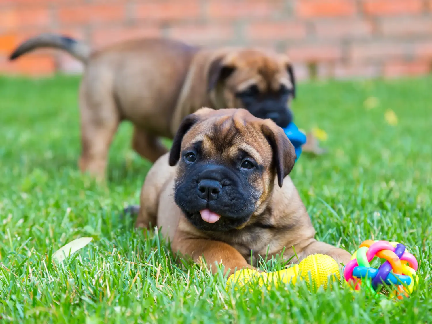 Buying a Bullmastiff puppy means taking responsibility! Buy Bullmastiff puppies.