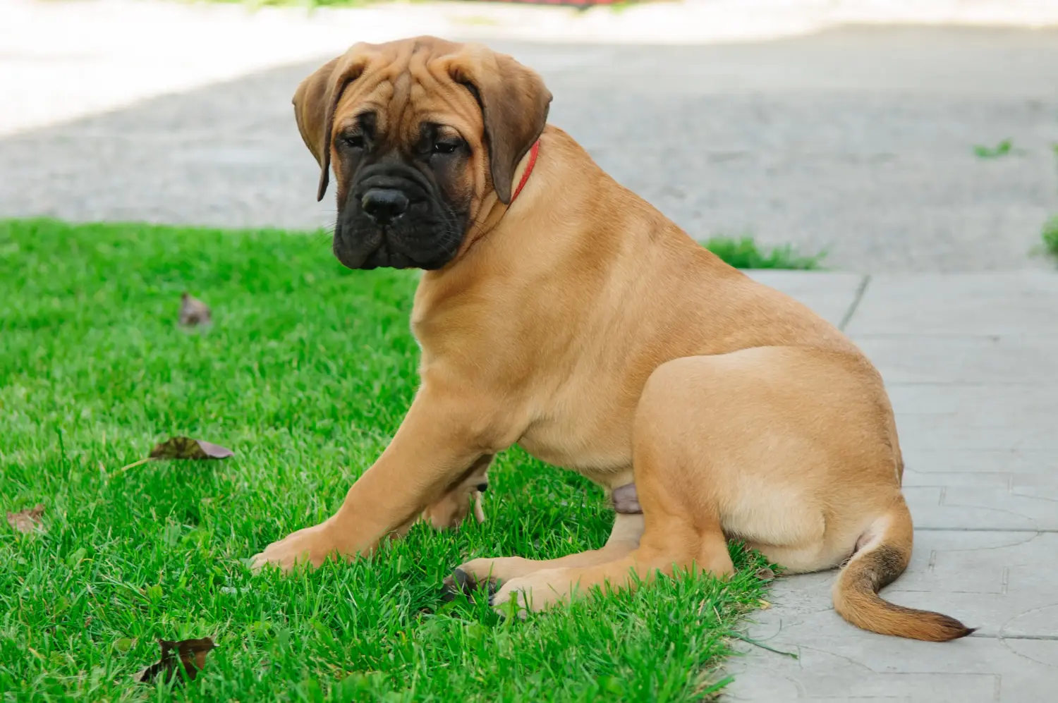 Buying a Bullmastiff puppy means taking responsibility! Buy Bullmastiff puppies.