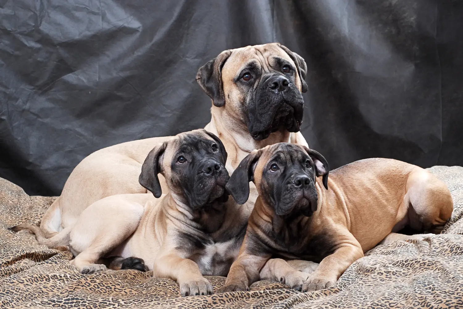 Buying a Bullmastiff puppy means taking responsibility! Buy Bullmastiff puppies.