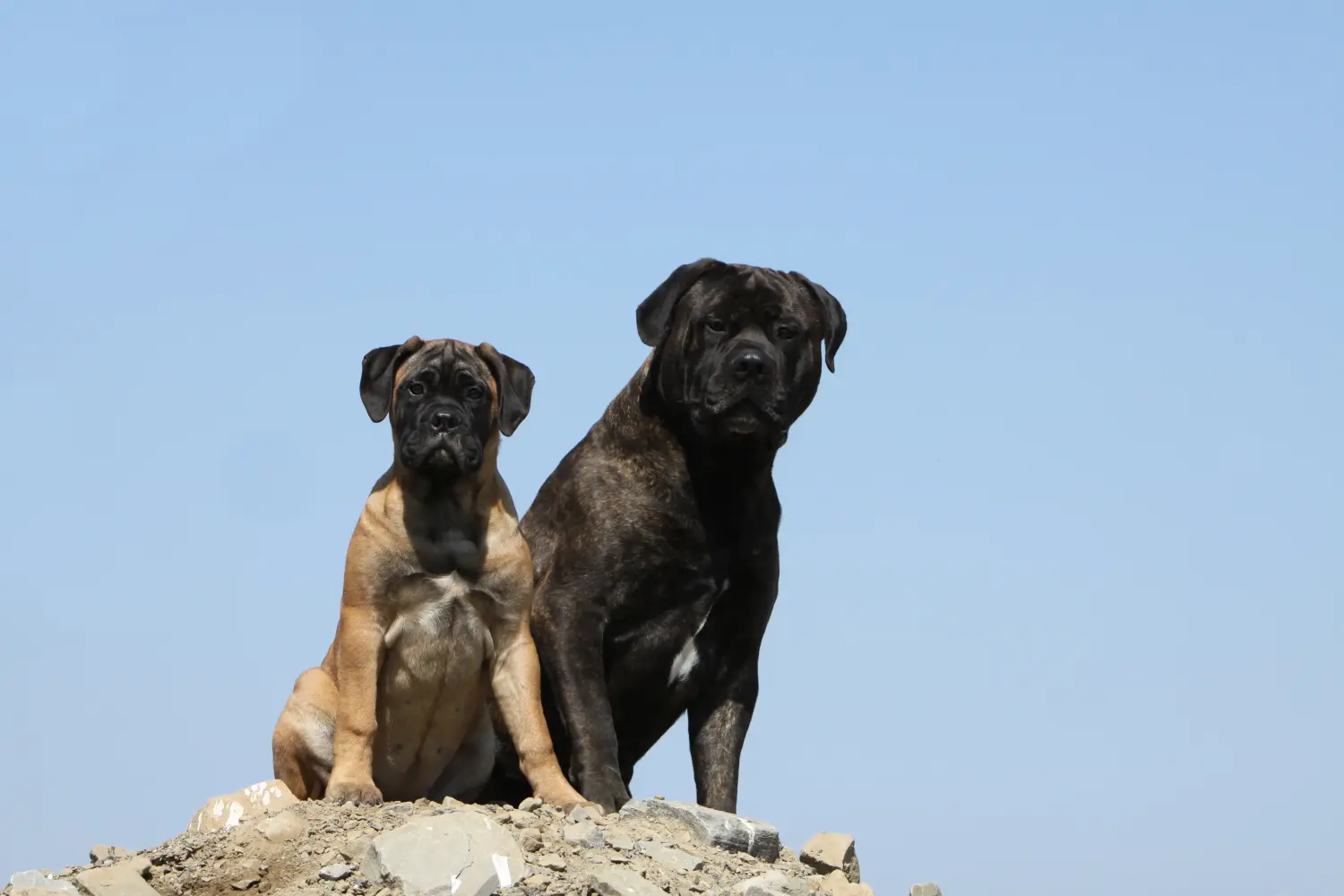 Buying a Bullmastiff puppy means taking responsibility! Buy Bullmastiff puppies.